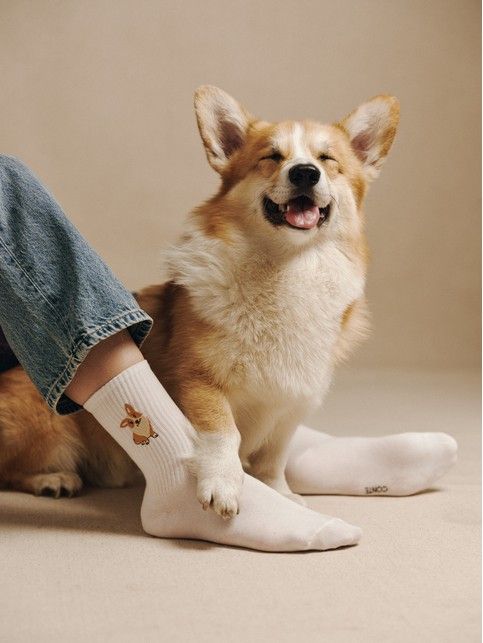 Bawełniane skarpetki z haftem "Corgi" z limitowanej kolekcji BEST FRIENDS - kup w sklepie internetowym Conte